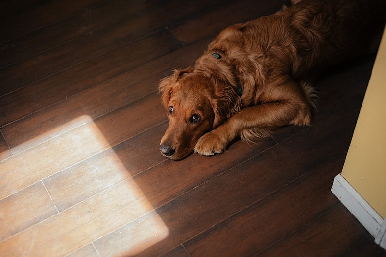 Constipation in Dogs