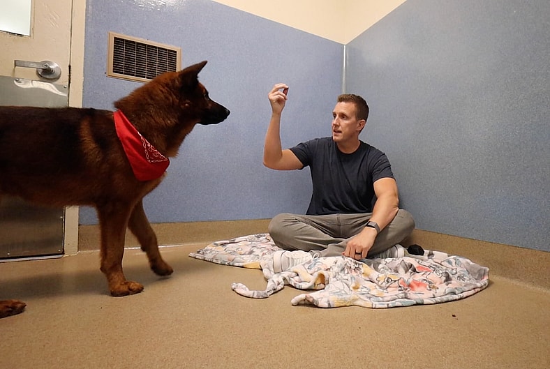 Sitting With Dogs - Redford