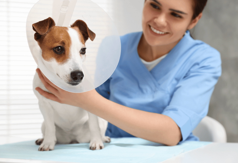 Signs your dog needs to be neutered