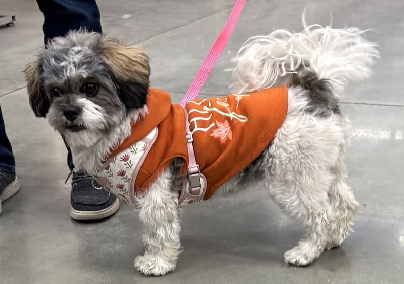 Remi *COURTESY LISTING - Shih Tzu