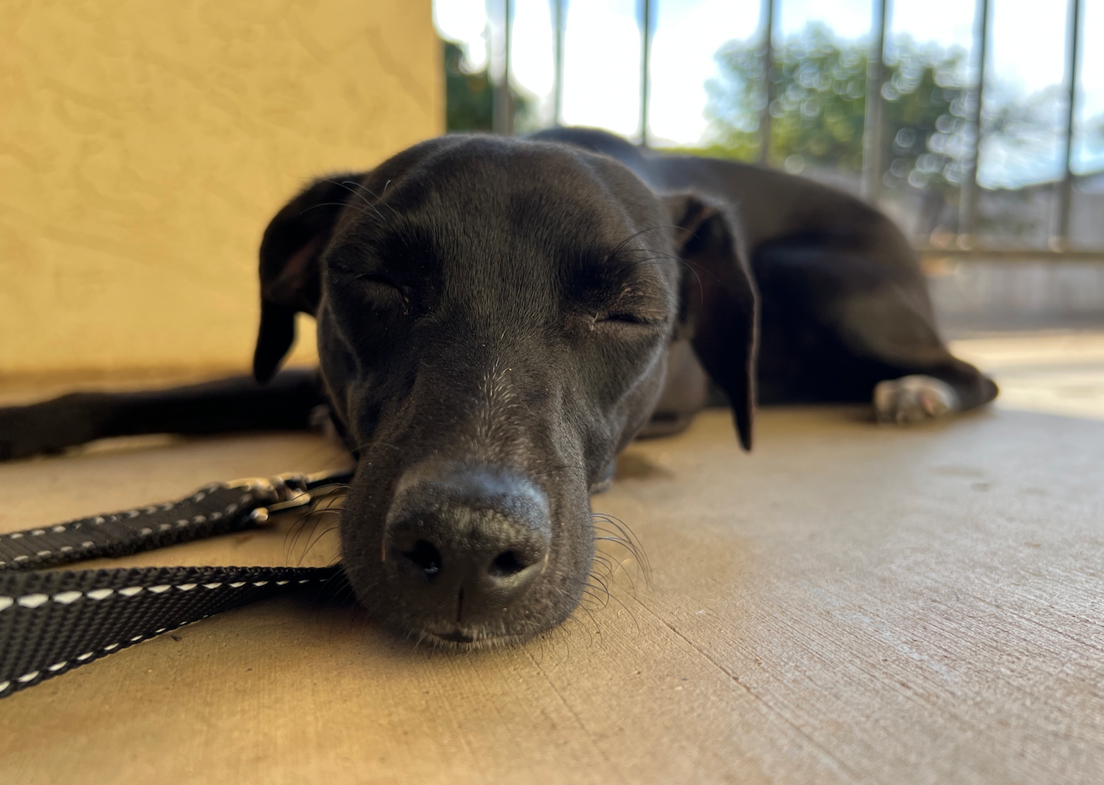 Watch the Heartwarming Moment a Feral Dog Sprints Full Speed to Her Foster Dad