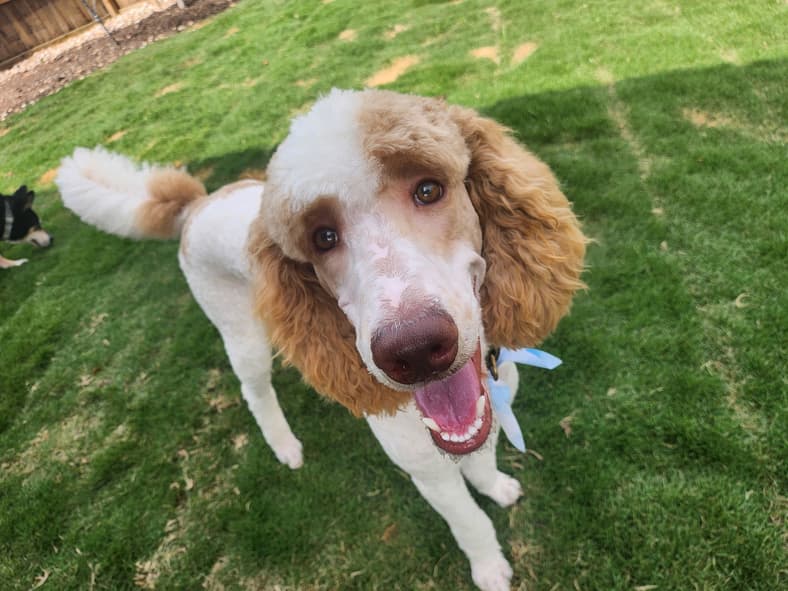 Sammie - Poodle (Standard)