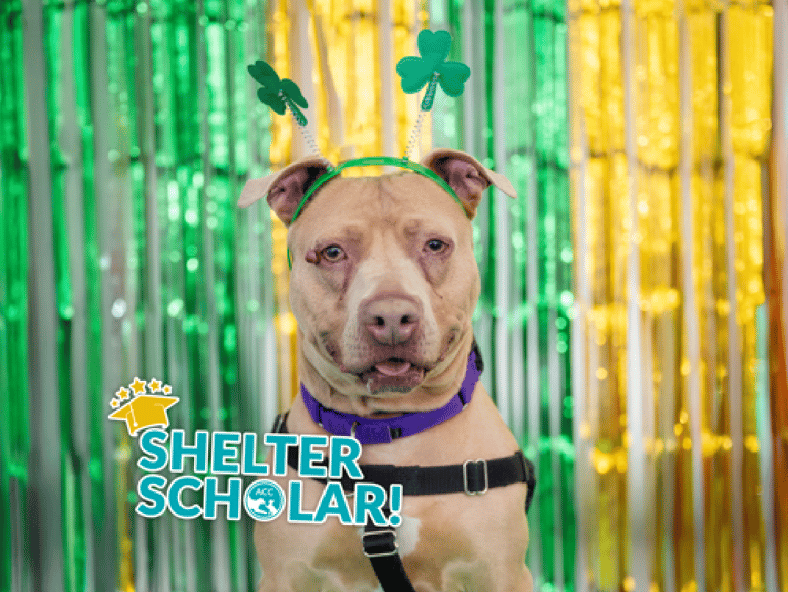 Missy The pitbull: After 365 Days in a Kennel, This Dog Still Wags Her Tail