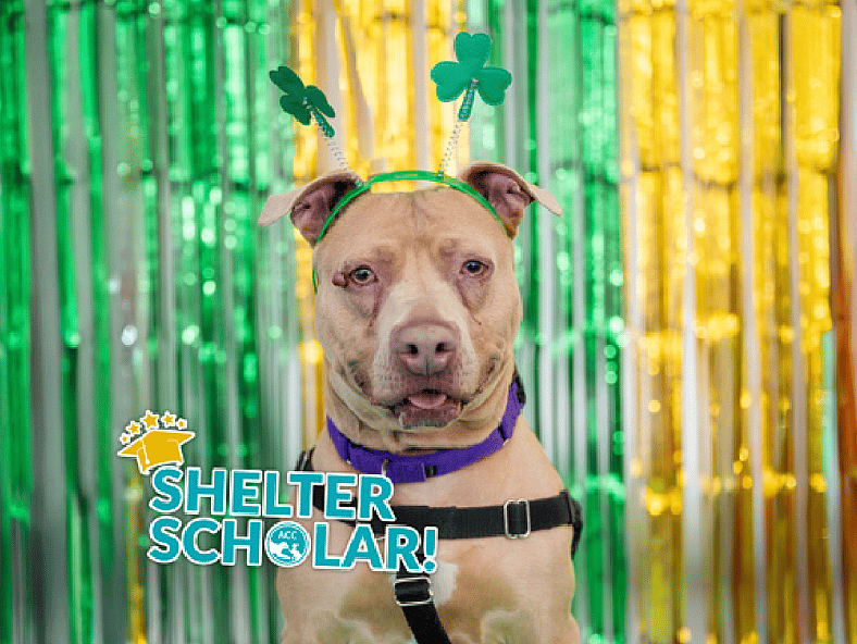 Missy The pitbull: After 365 Days in a Kennel, This Dog Still Wags Her Tail