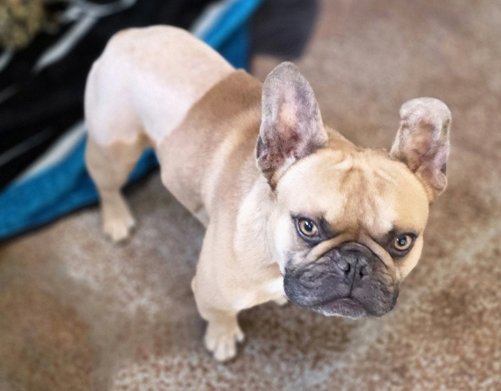 Cash - French Bulldog