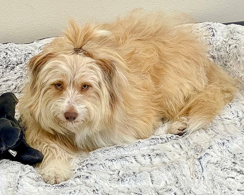 Mitzi - Golden Retriever