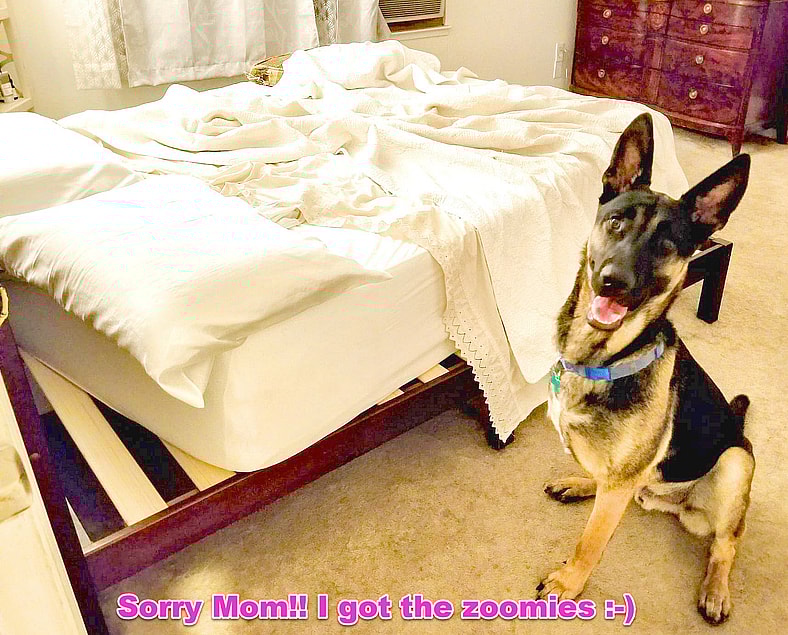 coco - 3-legged german shepherd