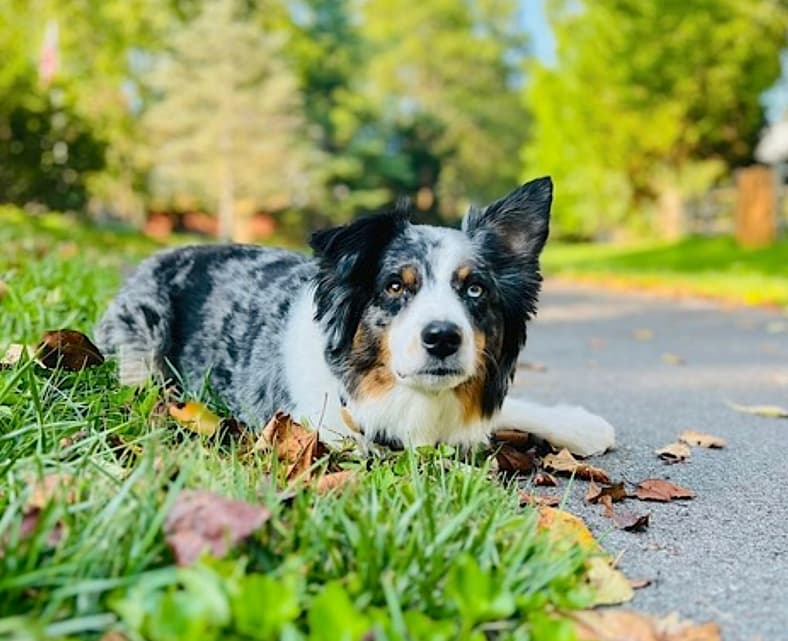 Tokyo - Australian Shepherd
