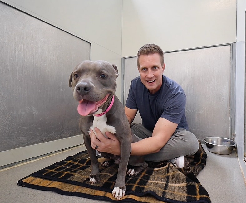 Shelter pittie - Sierra