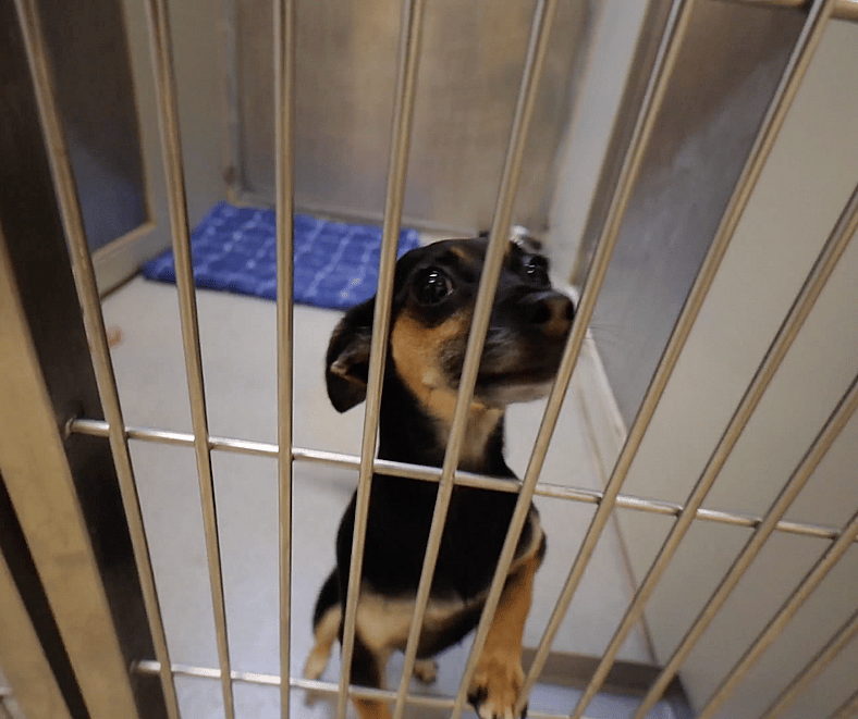 Sitting With Dogs - Chloe