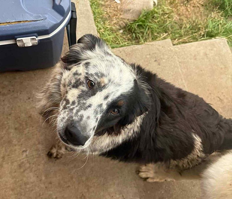 SPONSOR OR FOSTER ME - Archie - Australian Shepherd