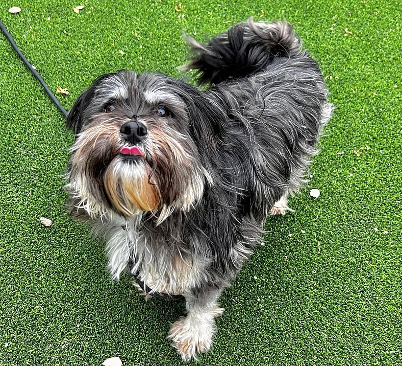 Tom Tom - Maltese