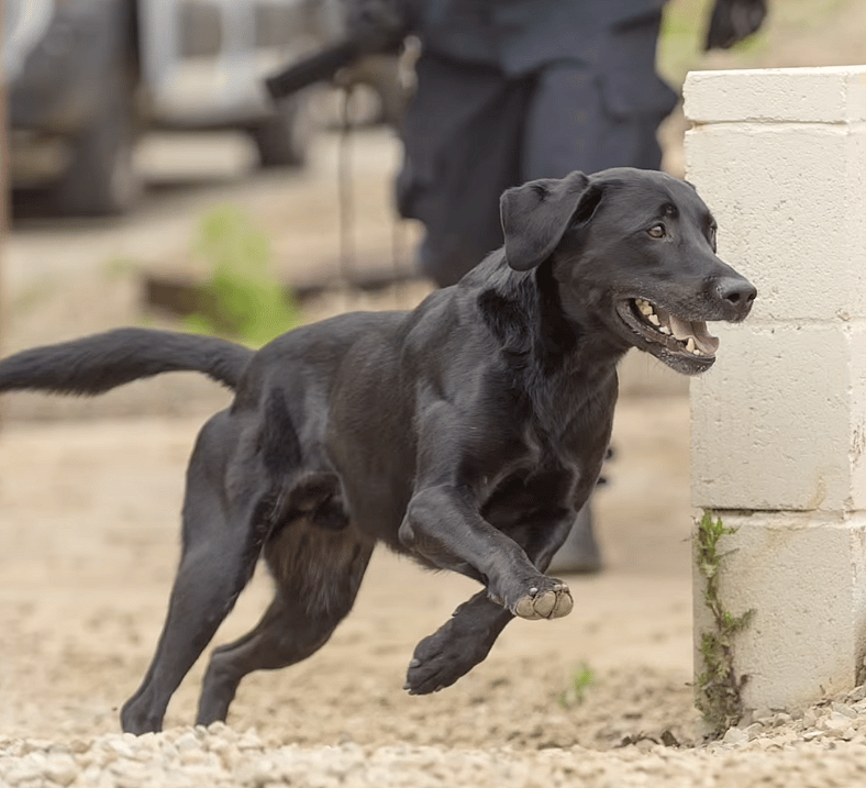 This Shelter Dog Was Rejected by Everyone—Now He’s a Lifesaving Hero with a Second Chance You Won’t Believe!