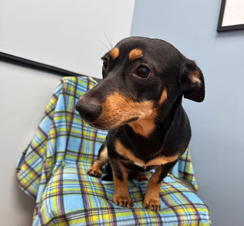 Zenith - Dachshund