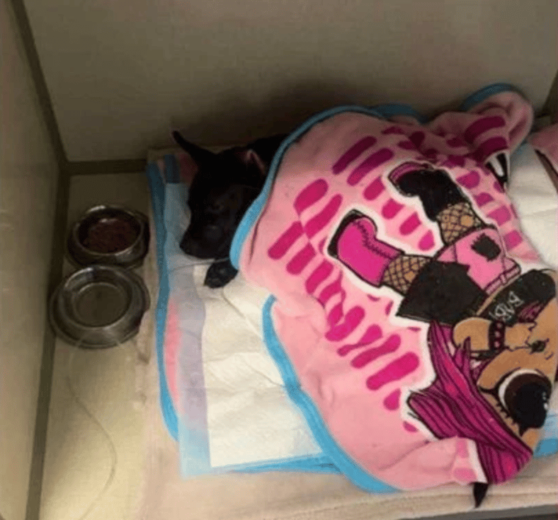 Puppy Left in Plastic Tote to Suffer in South Carolina Sparks Outrage—Public Demands Justice