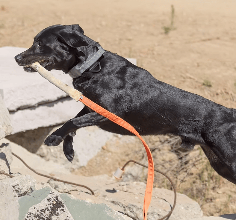 This Shelter Dog Was Rejected by Everyone—Now He’s a Lifesaving Hero with a Second Chance You Won’t Believe!