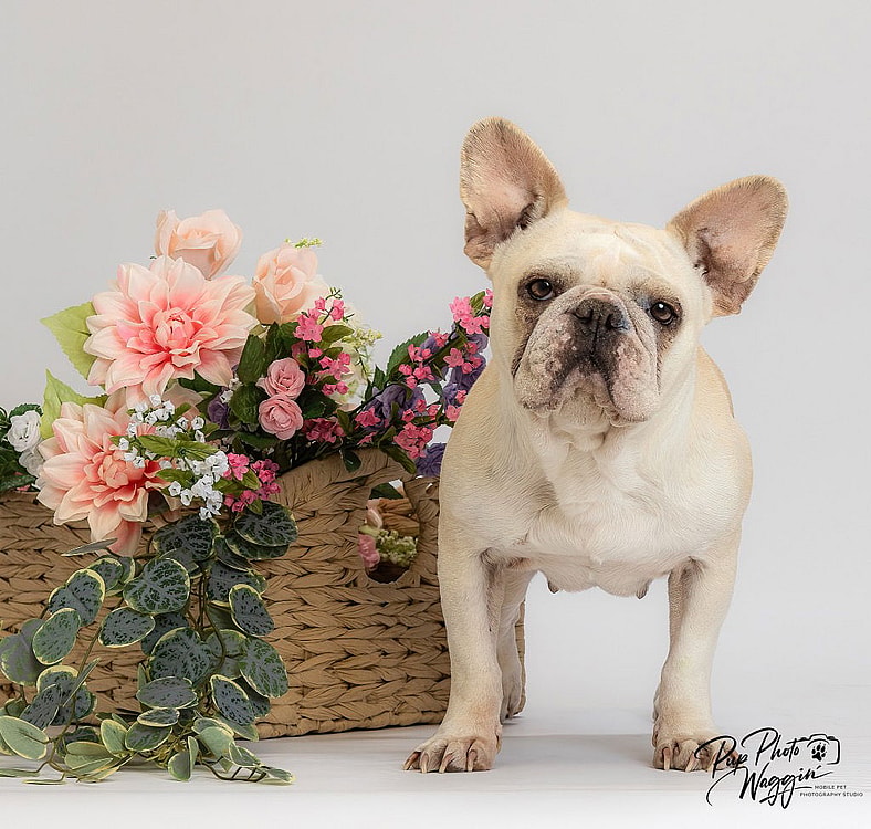 Cupcake - French Bulldog