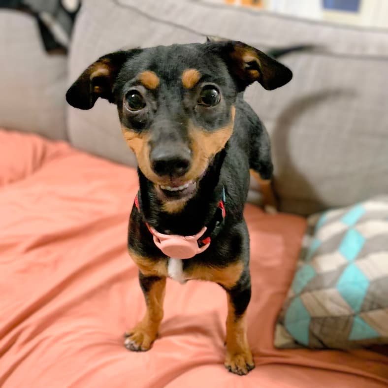 Carina - Chihuahua