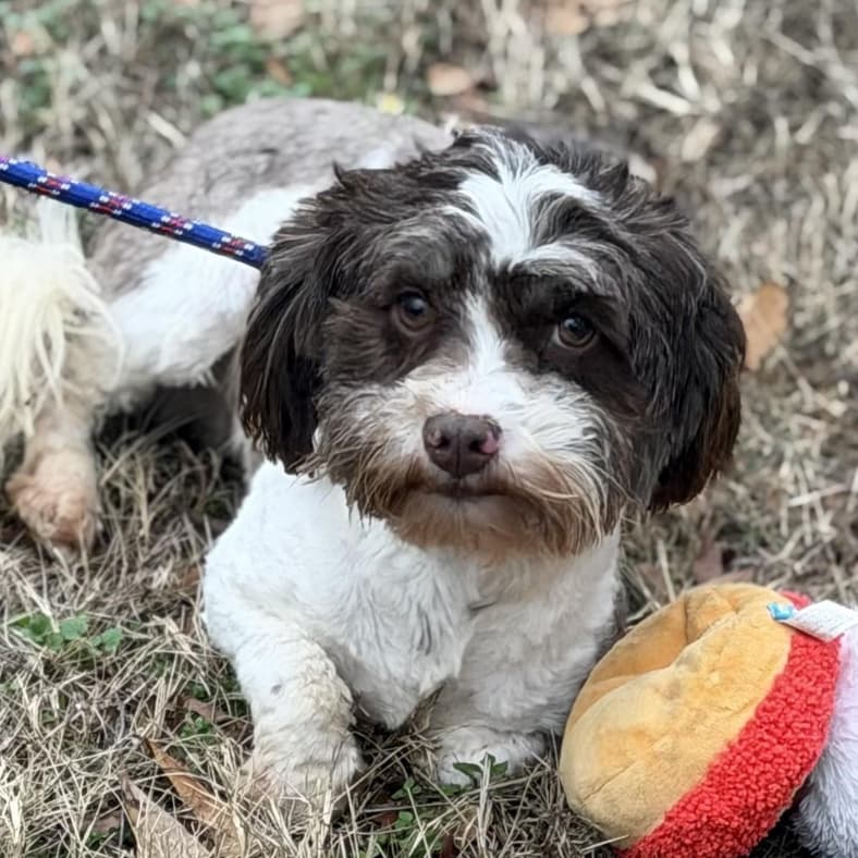Kitty - Shih Tzu