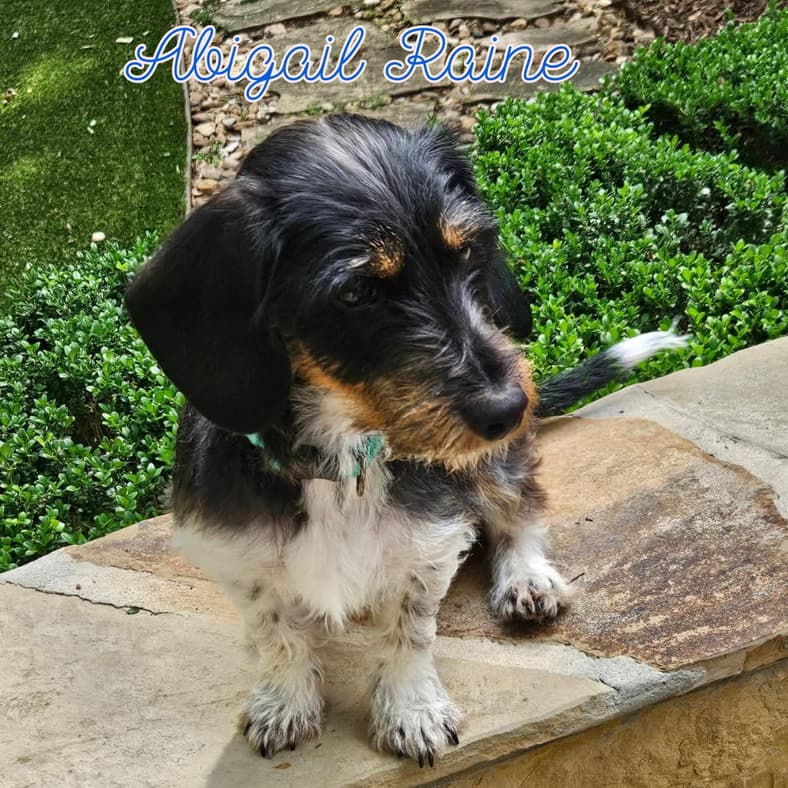 Abigail Raine - Dachshund