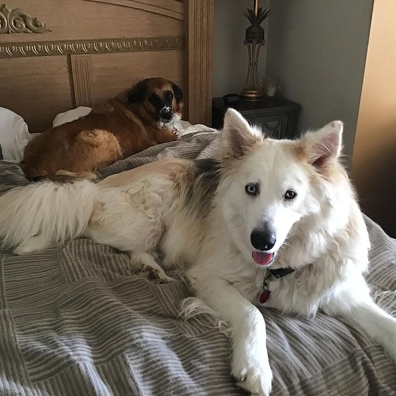 look at Artie's thick luscious coat now. What a transformation!