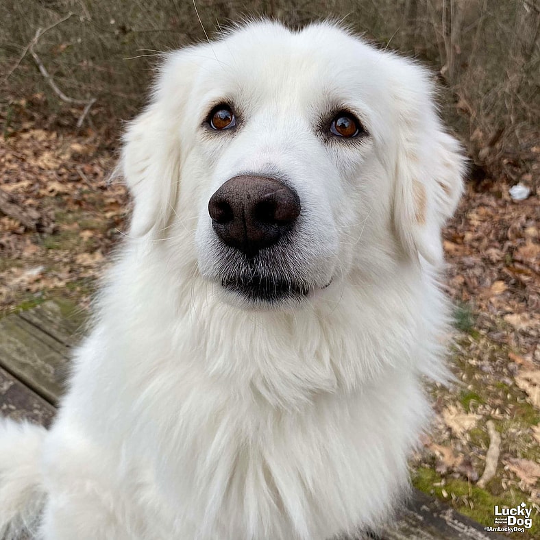 Annie - Great Pyrenees