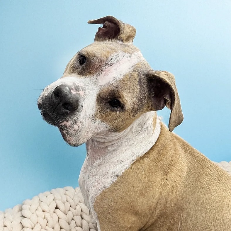 Shelter Scheduled Him for Euthanasia Without Even Knowing What Was Wrong