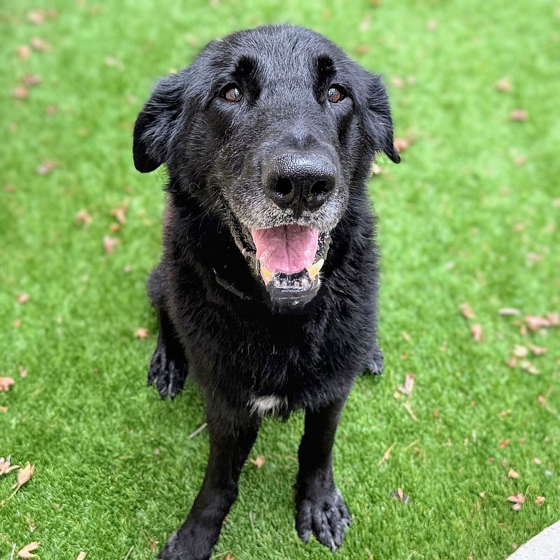 Nino - Labrador Retriever