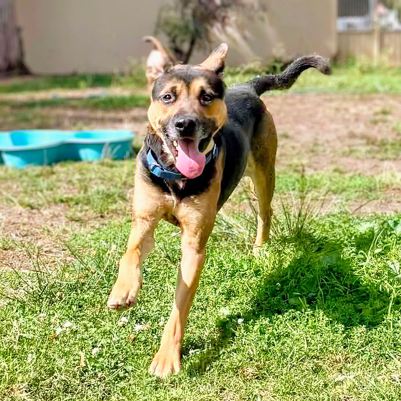 Guacamole - German Shepherd Dog