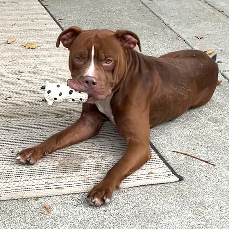 Yogi - Pit Bull Terrier