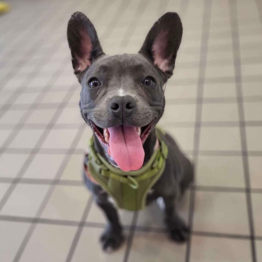 Dewey - French Bulldog