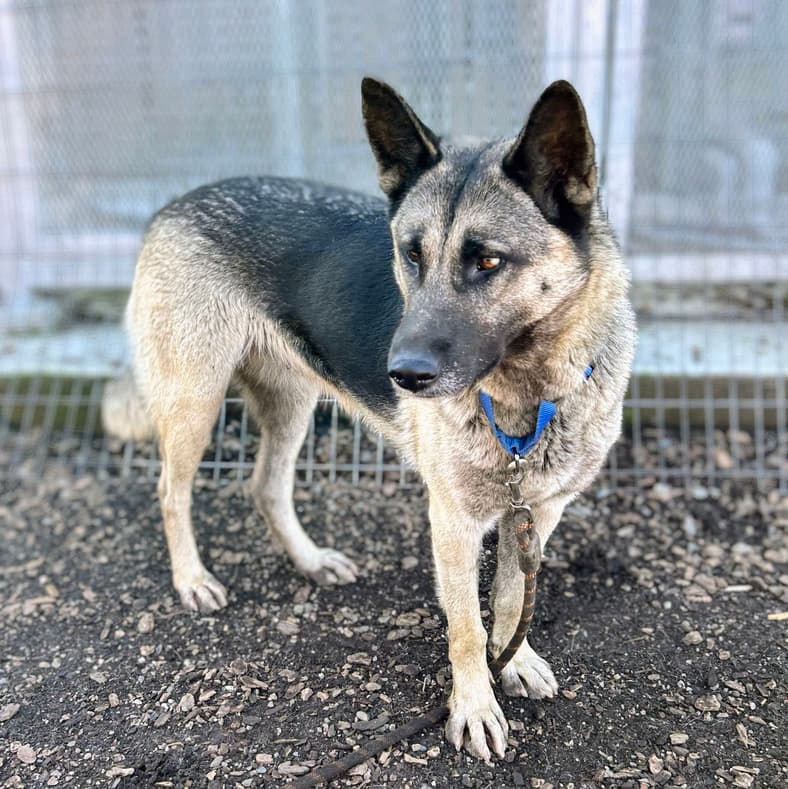 Cloud - German Shepherd Dog