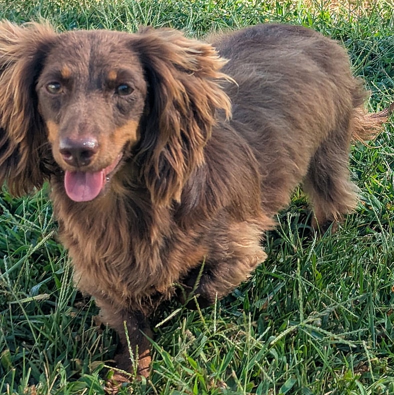Chewy in TN - Dachshund
