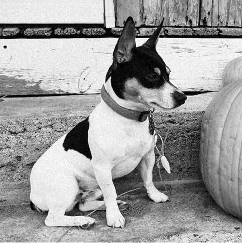 Teddy Roosevelt Terrier