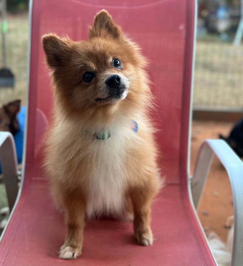 Kazoo - Pomeranian