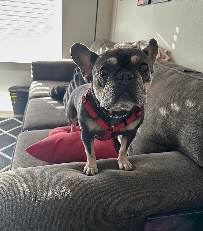 Aspen - French Bulldog