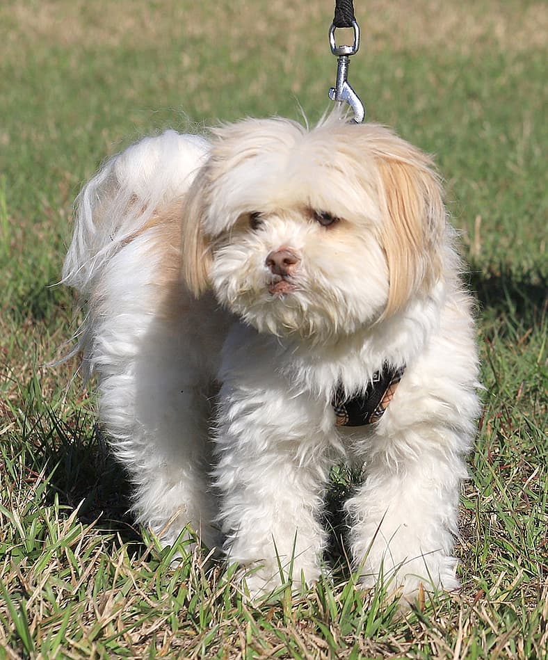 Skip - Shih Tzu