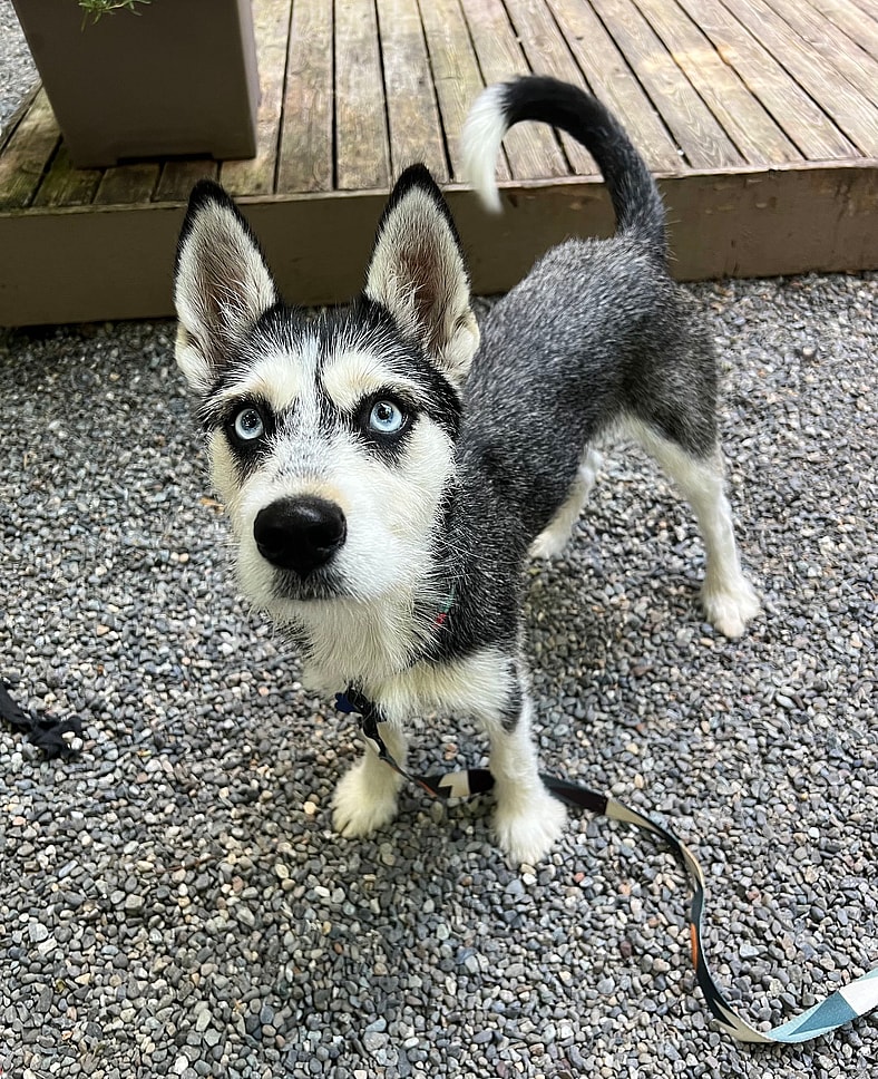 Akita - Husky