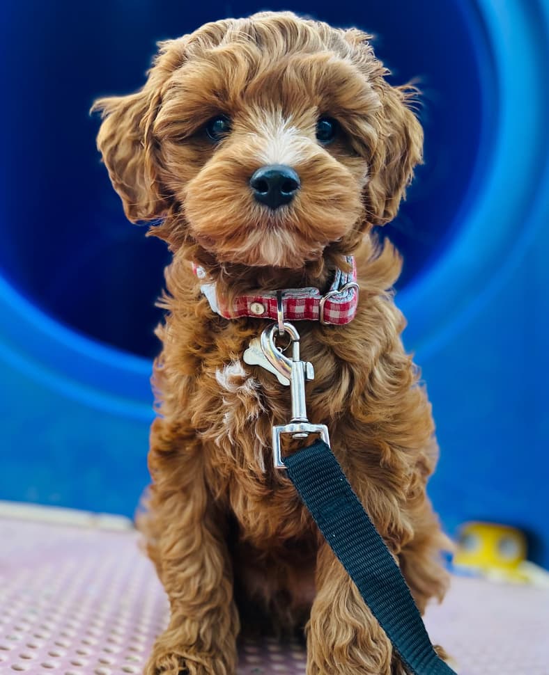 Australian Labradoodle