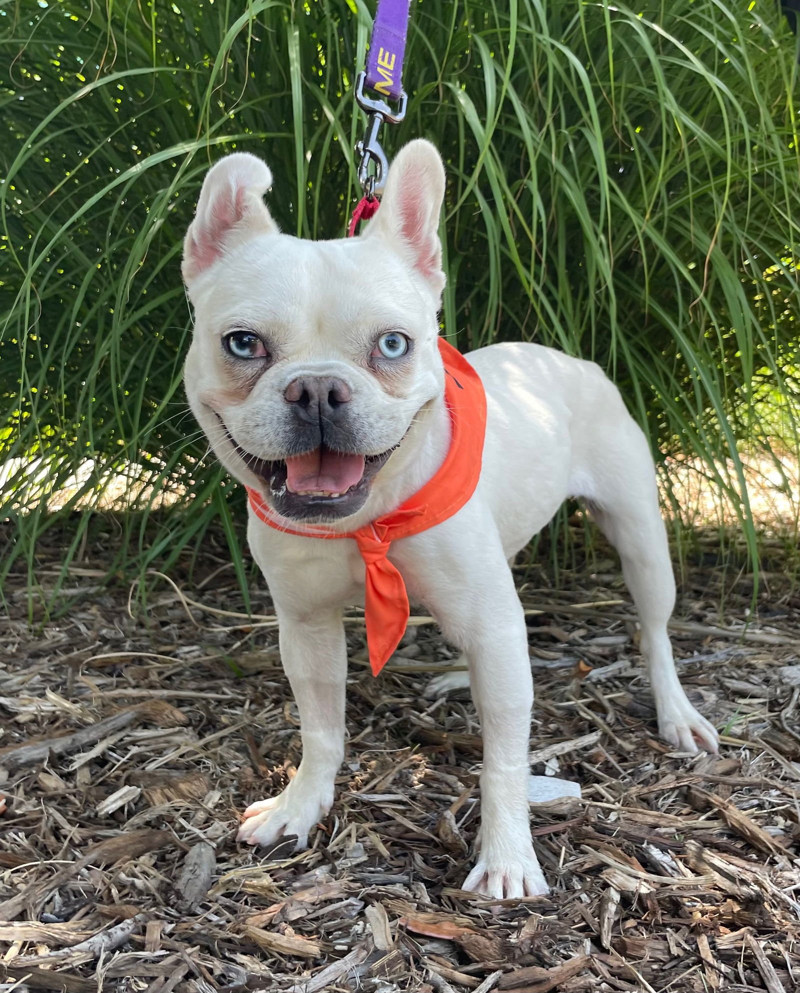 Plushie - French Bulldog