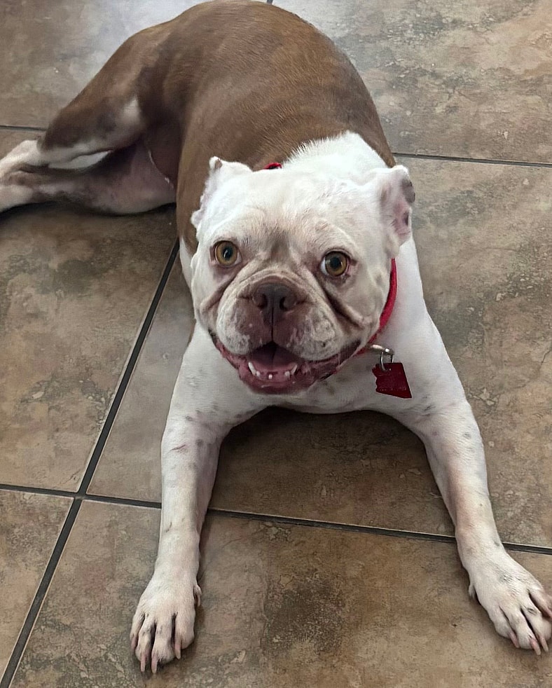 Jazzy - Boston Terrier