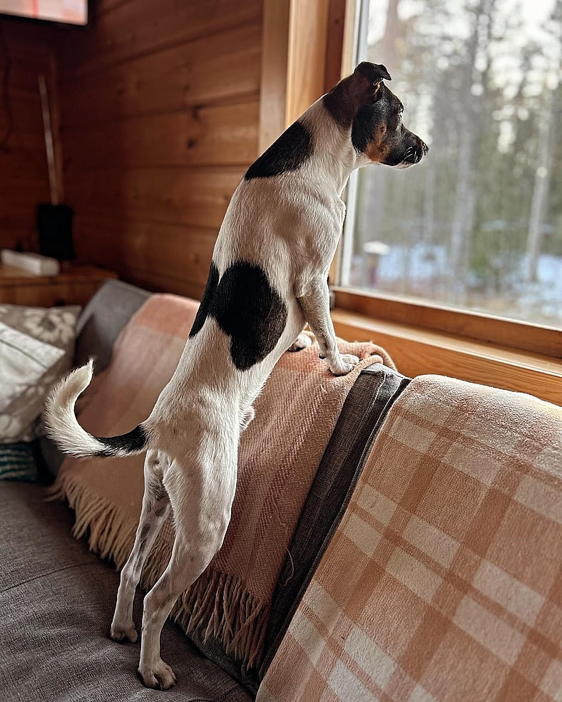 The Danish-Swedish Farmdog