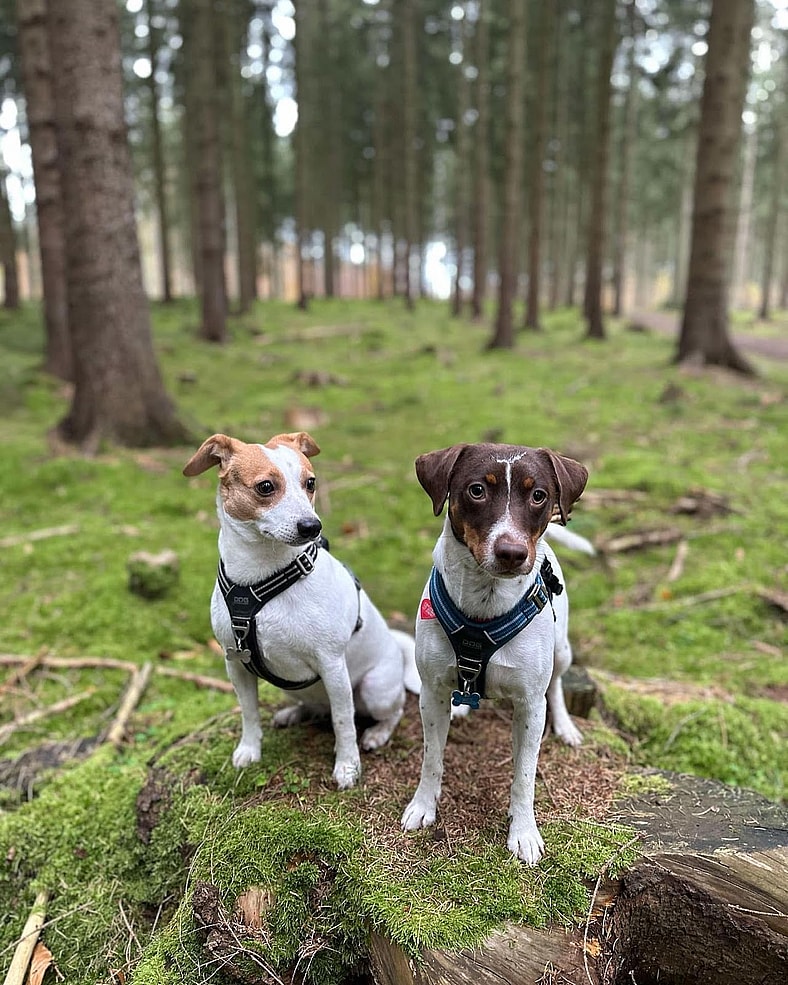 The Danish-Swedish Farmdog