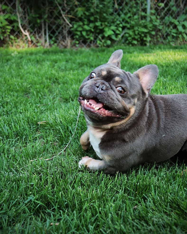 Lucky - French Bulldog