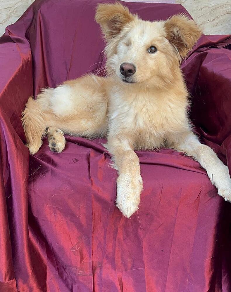 Chiko (Middle East) hz