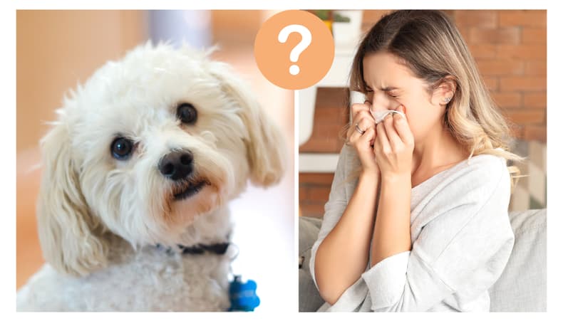 Are Maltese Hypoallergenic