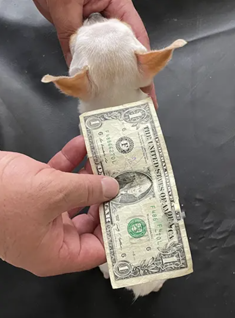 World's Shortest Dog