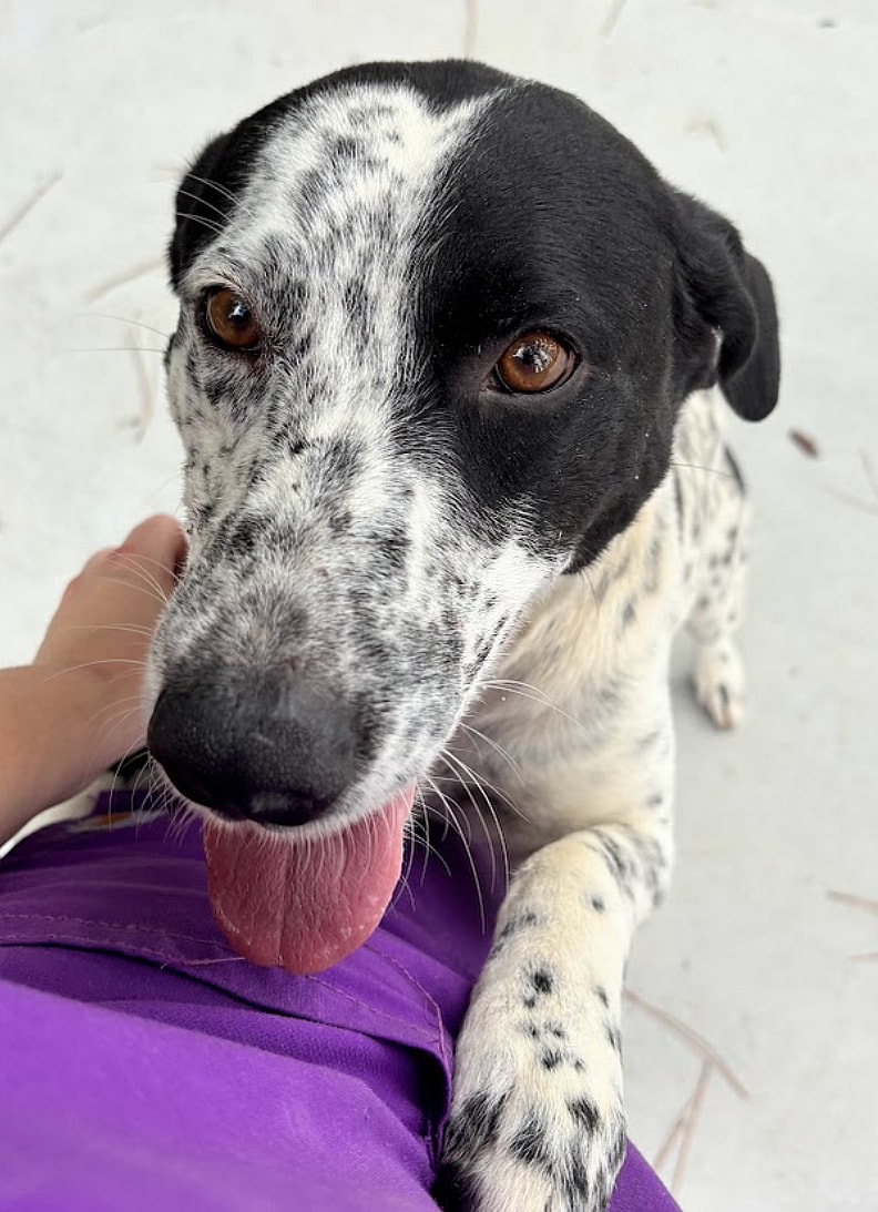 Bojangles - Best Friend Potential!