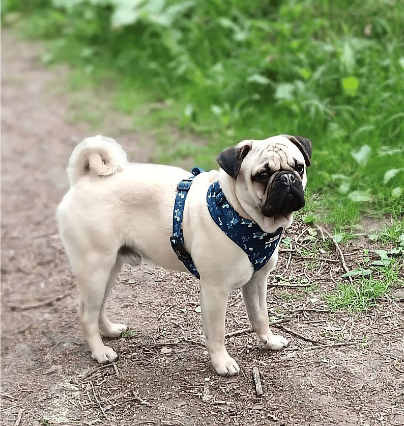 retro pug