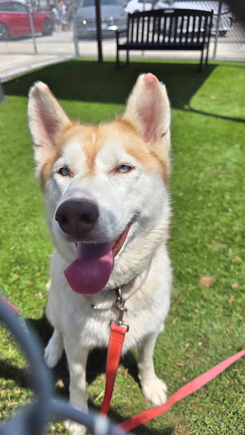 Lyra is searching for her forever family!